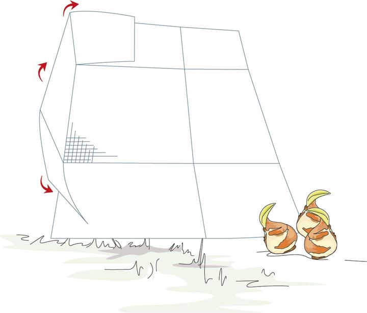 Produktbild Bellissa Blumenzweibel Gamaschen 15 (5er Set)