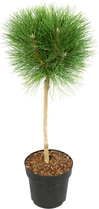 Produktbild Plant in a Box Pinus Summer Breeze - Zwergkiefer (70 cm)