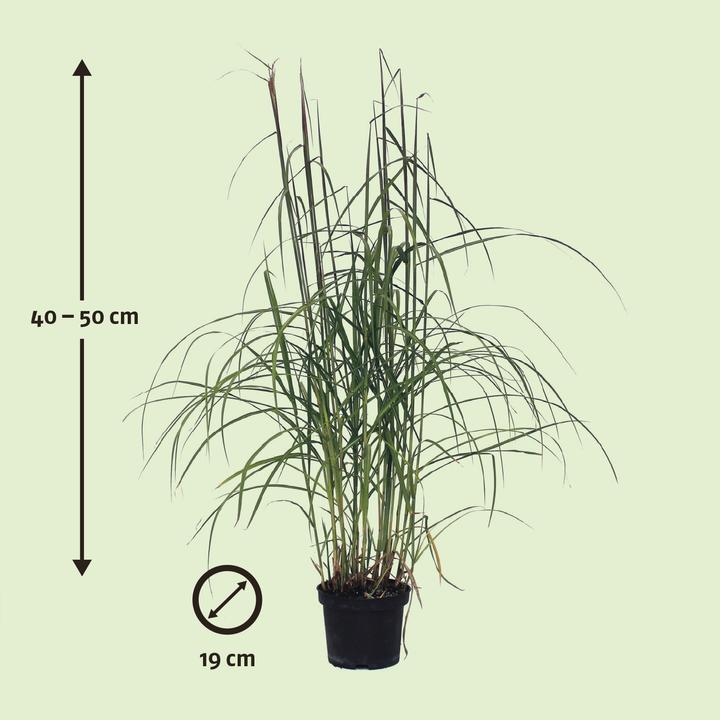 Actual product image Zulauf Maiden grass (40 cm)
