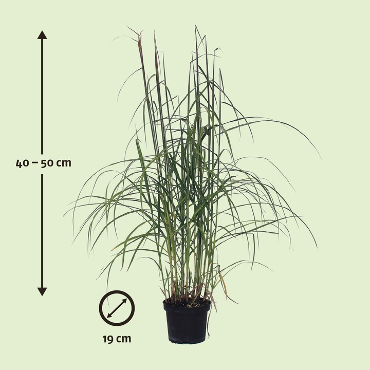 Produktbild Zulauf Chinaschilf / Miscanthus sinensis 'Malepartus' (40 cm)