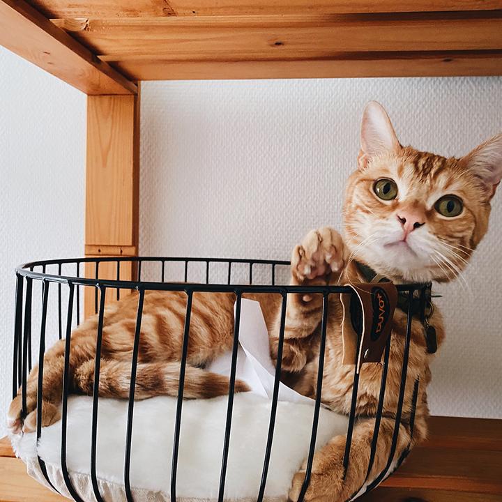 Productafbeelding EBI Duvo+ Caviar Ronde Metalen Mand (Kat)