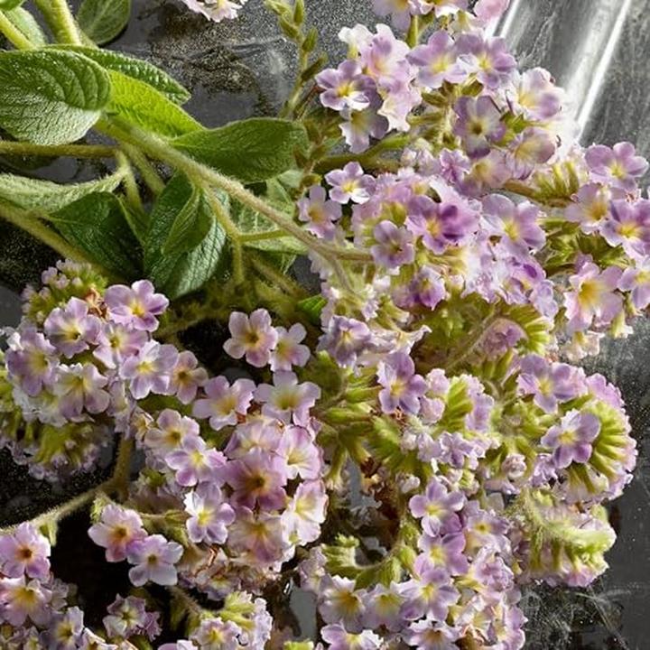 Actual product image Dolce & Gabbana Q Eau De Parfum Intense 100ml (Eau de parfum, 100 ml)