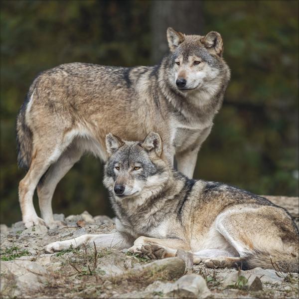 Produktbild Wlfe 2026