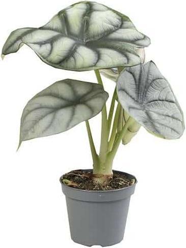 Plantlovers Alocasia Silver Dragon (Pfeilblatt) (20 cm)