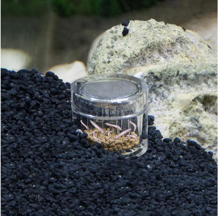 Image du produit Hobby Piège à planaires (Nettoyage de l'aquarium)