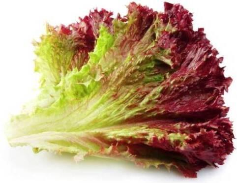 Actual product image Bioponis Lollo Rossa (x5) (Vegetable seeds)