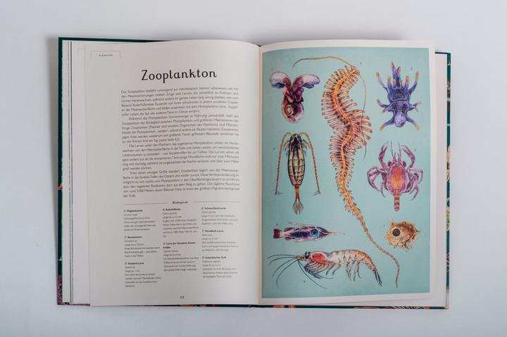 Produktbild Das Museum des Meeres (Deutsch, Loveday Trinick, Teagan White, 2021)