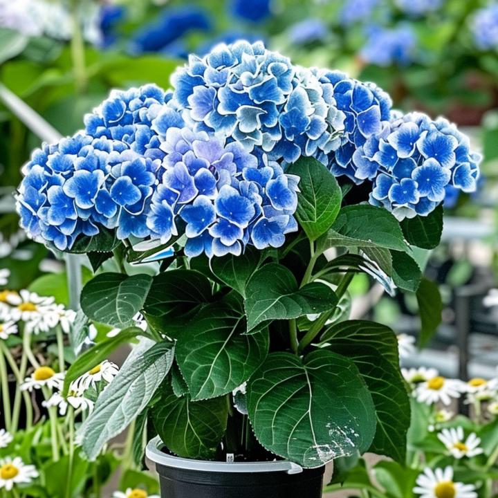 Image du produit Plant in a Box Hydrangea macrophylla Bavaria - Set de 6 hortensias (25 cm)