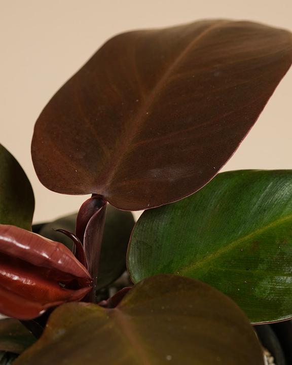 Produktbild feey 'Schweizer Philodendron 'Red Sun' • (25 cm)