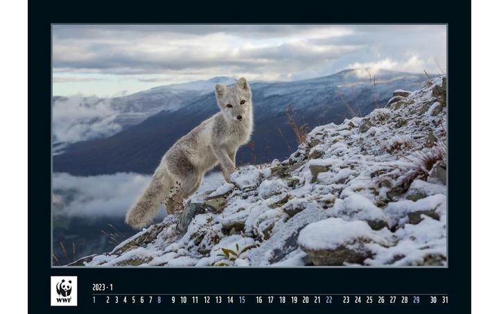 Produktbild Simplex WWF Wandkalender 2023 (48.5 x 34 cm)