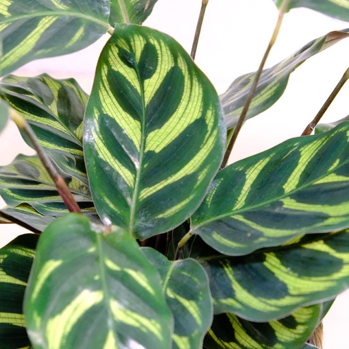 Actual product image VEG and the City Sagres (Basket Marante - Calathea makoyana) (35 cm)