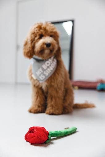 Produktbild Beeztees Bandana Single Boss (S, Hundemantel)