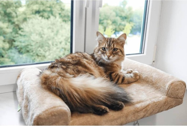 Actual product image Kerbl Window bed (Dog, Cat)