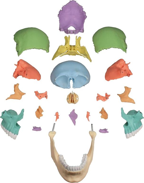 Actual product image Erler Zimmer Osteopathy skull model, 22 pieces