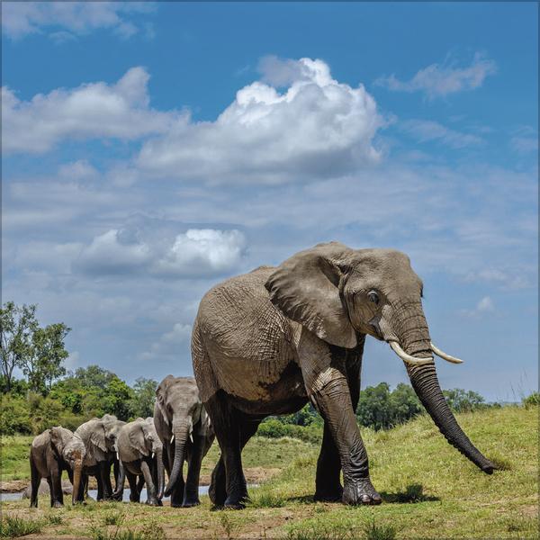 Image du produit Elefanten2026 (30 x 30 cm)