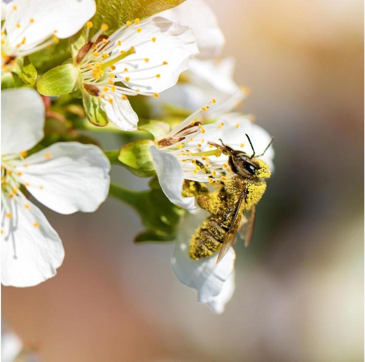 Produktbild Kindgesund Manuka Honig 250 g (250 g)