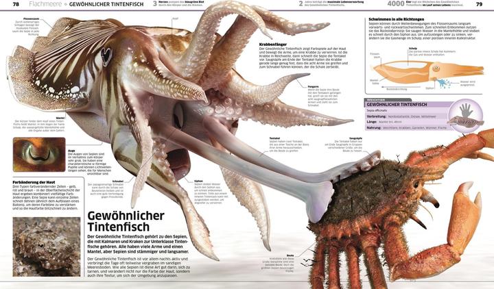 Actual product image Wissen. Ozeane (German, John Woodward, Derek Harvey., Nicola Temple, 2021)