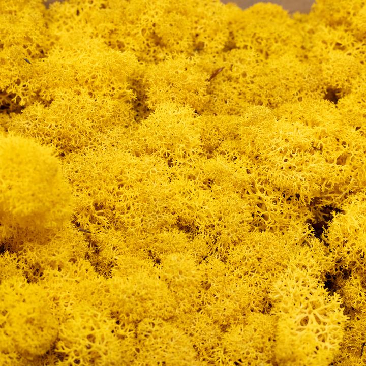 Produktbild Flowerbox Islandmoos