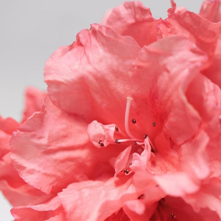 Image du produit Babor Skinovage (15 ml, Crème 24h)