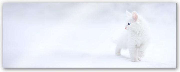 Image du produit Trenddeko Prexus - Blanc comme neige (150 x 60 cm)