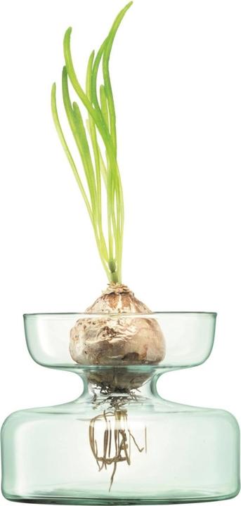 Image du produit LSA Canopy Vase/plante d'oignons H10cm - recy. optique (1 x)