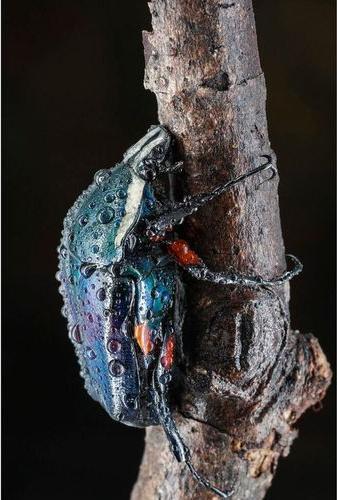 Image du produit 7artisans 60 mm F/2.8 Macro Mark II (Canon RF, APS-C / DX)