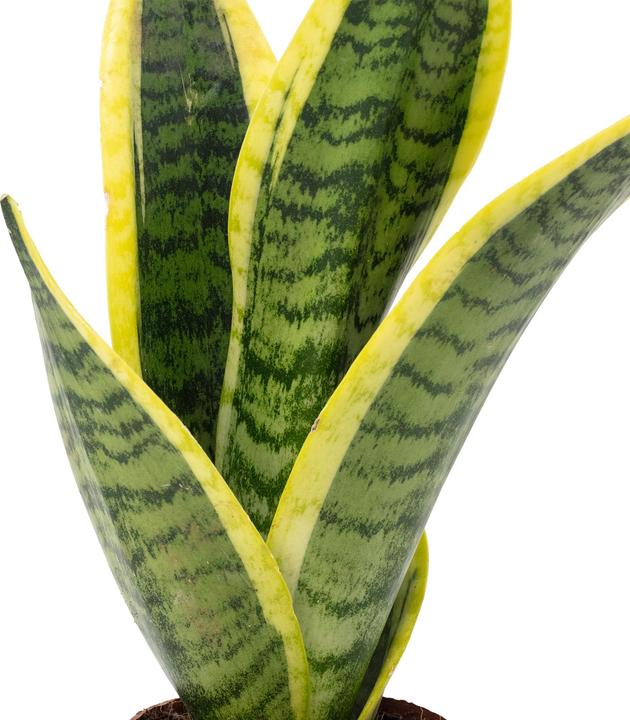 Produktbild Flowerbox Bogenhanf - Sansevieria trifasciata Superba (30 cm)