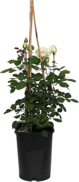 Actual product image Zulauf Renaissance Rose (40 cm)