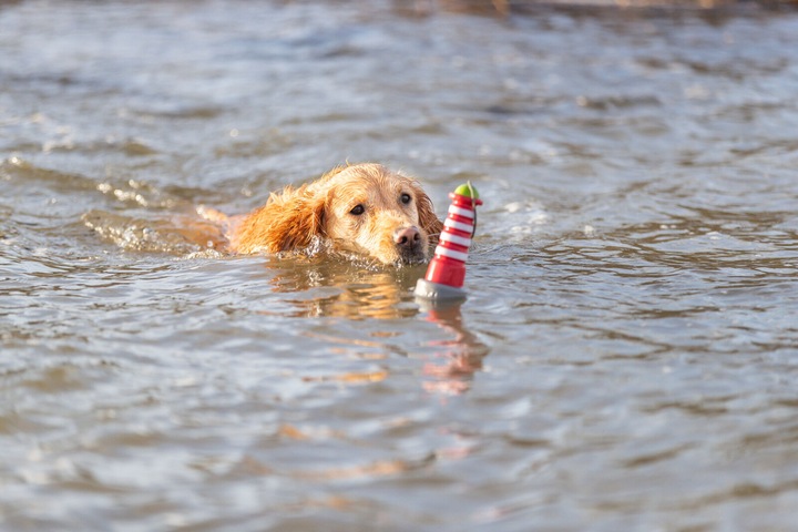 Actual product image Trixie Floating toy Aqua Toy Lighthouse 20 cm, orange, grey (Dog chew toy)