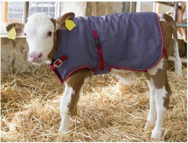 Produktbild Kerbl Kälberdecke ThermoPlus, 80cm