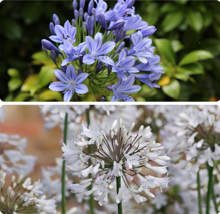 Image du produit Plant in a Box Agapanthe - mélange de 6 plantes (10 cm)