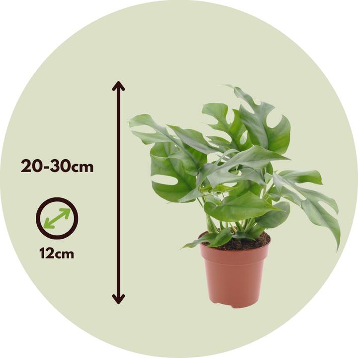 Image du produit Plant in a Box Rhaphidophora Tetrasperma - Monstera Minima (20 cm)