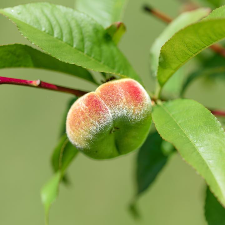 Image du produit Plant in a Box Prunus 'Bonanza', Prunus Persica 'Saturne' - Pfirsichbaumen (60 cm)