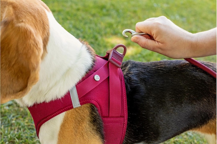 Produktbild Curli Geschirr Vest Air-Mesh S, Sun Orange (S, Hund, Allgemein)
