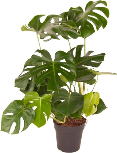 Fresca-Plant Miscela di Monstera Deliciosa (24 cm)