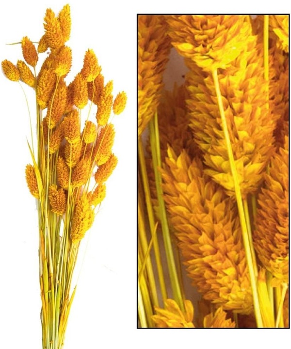 Image du produit Dijk Phalaris (Fleurs séchées)