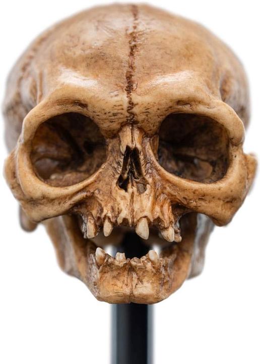 Produktbild Weta Workshop Herr der Ringe Mini Statue Skull of Gollum 13 cm