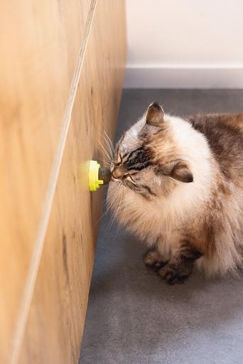 Actual product image Beeztees Catnip Bälle Jumz (Cat ball toy)