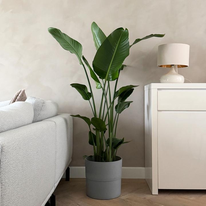 Produktbild Plant in a Box Strelitzia Nicolai - Paradiesvogelblume (155 cm)