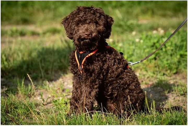 Image du produit Grossenbacher Harnais pour chiots Puppy FunRun Vario (M, Chien, Promenade)
