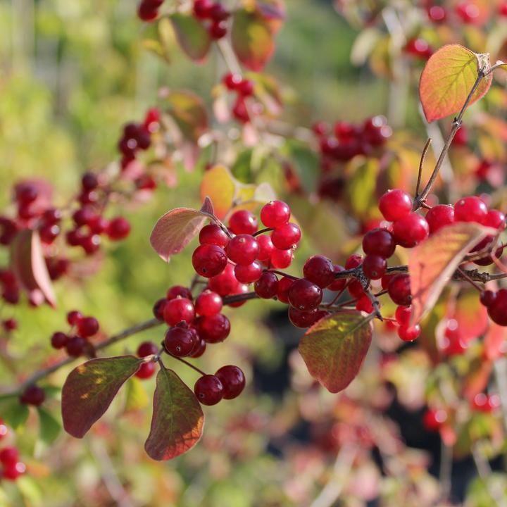 Actual product image Zulauf Rote Heckenkirsche / Lonicera xylosteum (100 cm)