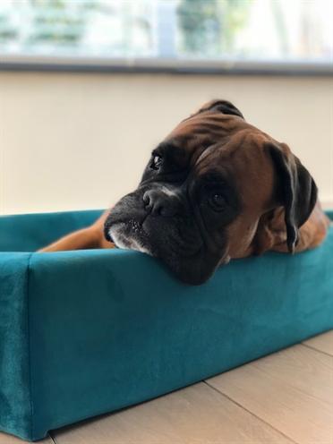 Actual product image Bia Royal Fluweel Hoes Voor Hondenmand Petrol (Dog)