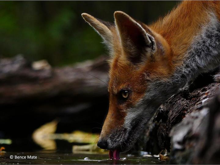 Produktbild Panasonic Lumix G Vario 100-300mm F4.0-5.6 II (Micro Four Thirds, Micro Four Thirds)