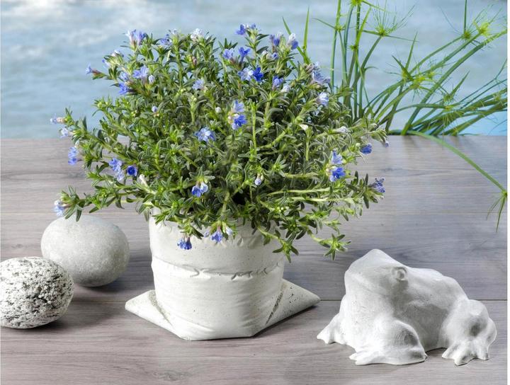 Actual product image Glorex Creative Concrete