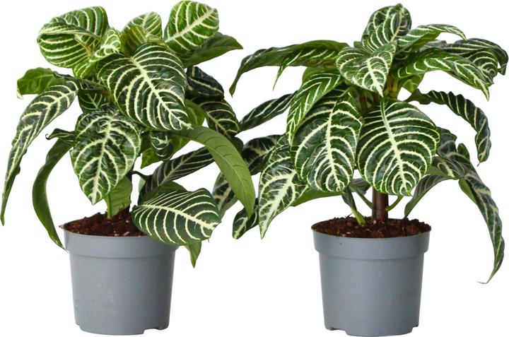 Actual product image Plant in a Box Aphelandra squarrosa Botanica - Set of 2 Zebraweed (25 cm)