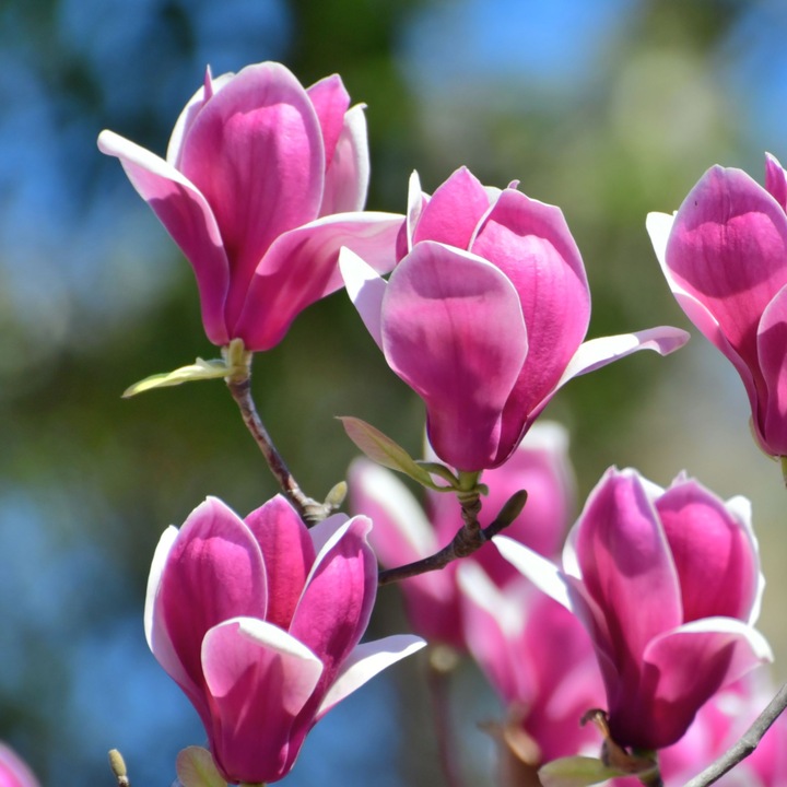 Immagine prodotto Plant in a Box Susan Magnolia - Set di 3 Magnolia (25 cm)