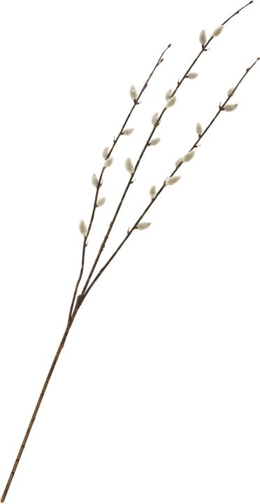 DPI Weidenkätzchen-Zweig "Cream"