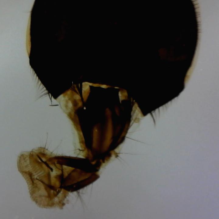 Image du produit Carson Optical Microscope