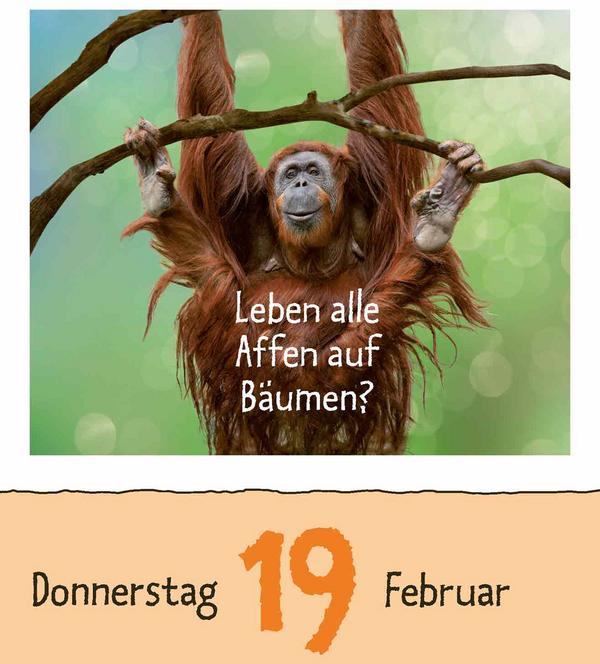 Produktbild Wie faul ist das Faultier? 2026 (12 x 16 cm)