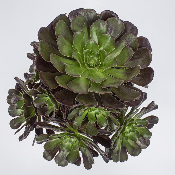 Produktbild Kakteen Gautschi Aeonium velour (20 cm)